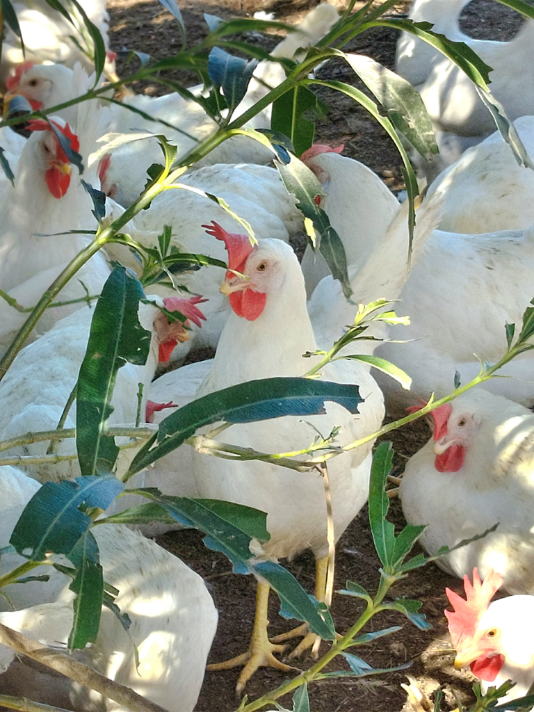 Gallinas blancas en exterior entre vegetación en un entorno de cría natural